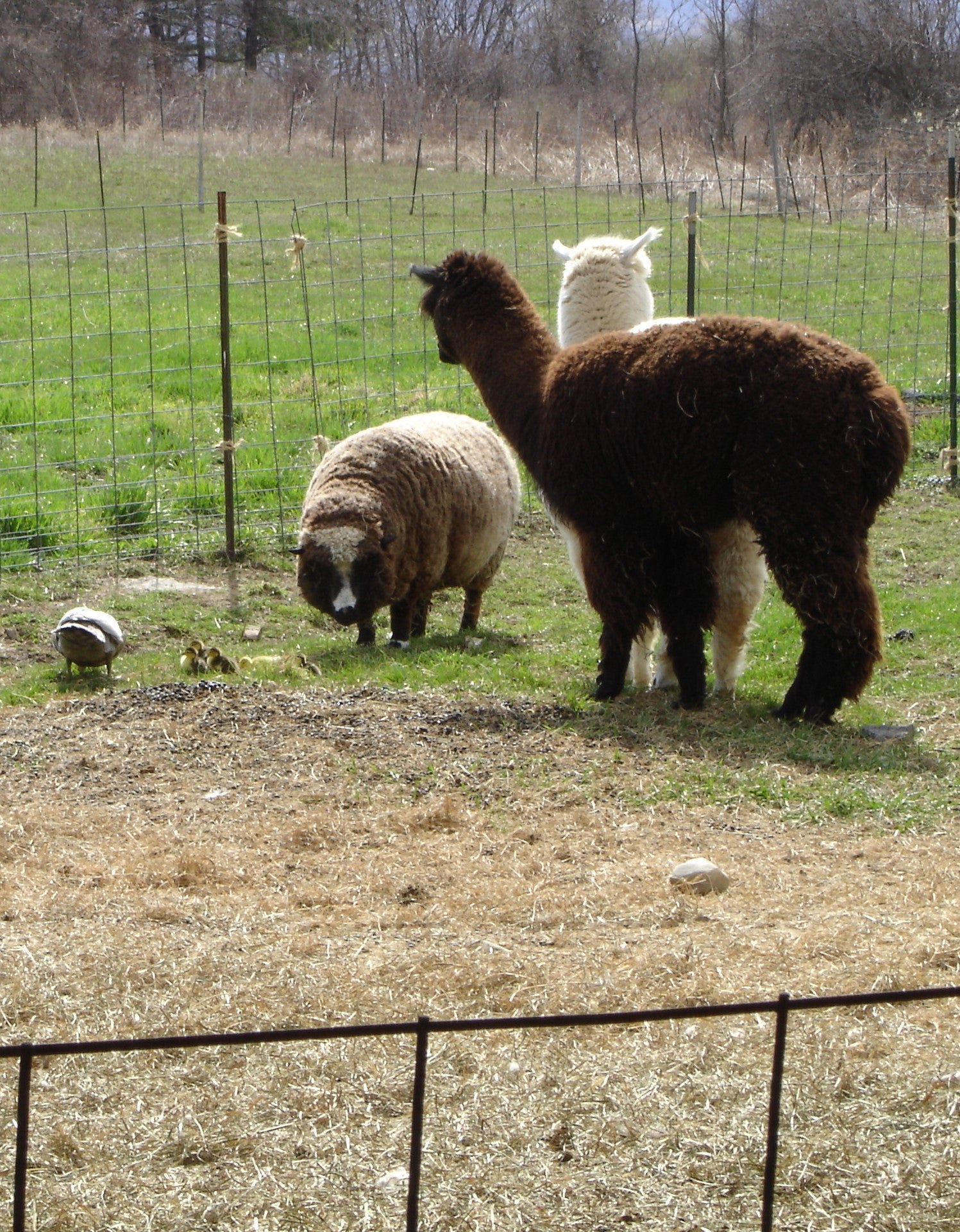 A TOUR OF THE FARM!
