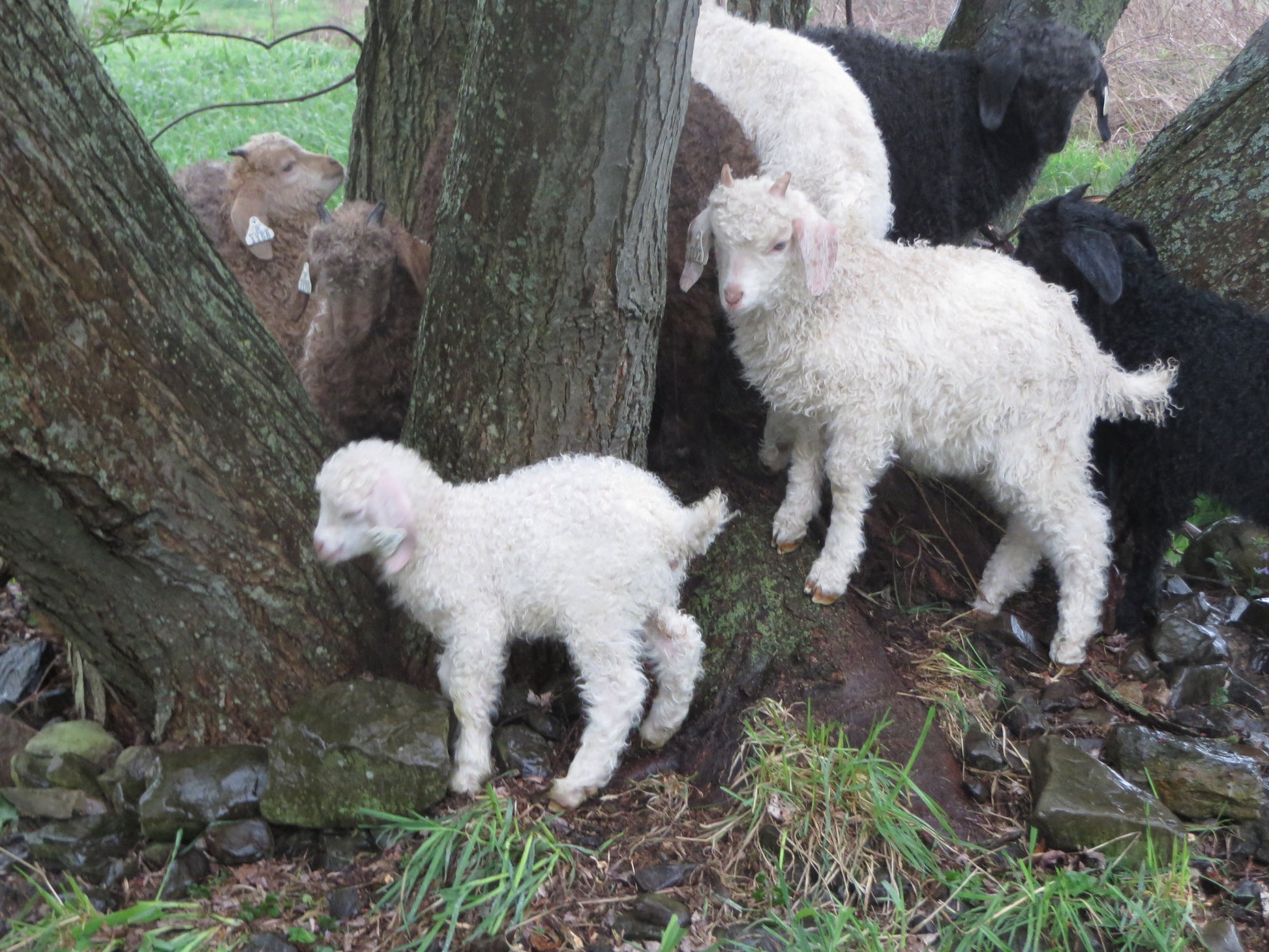 A TOUR OF THE FARM!