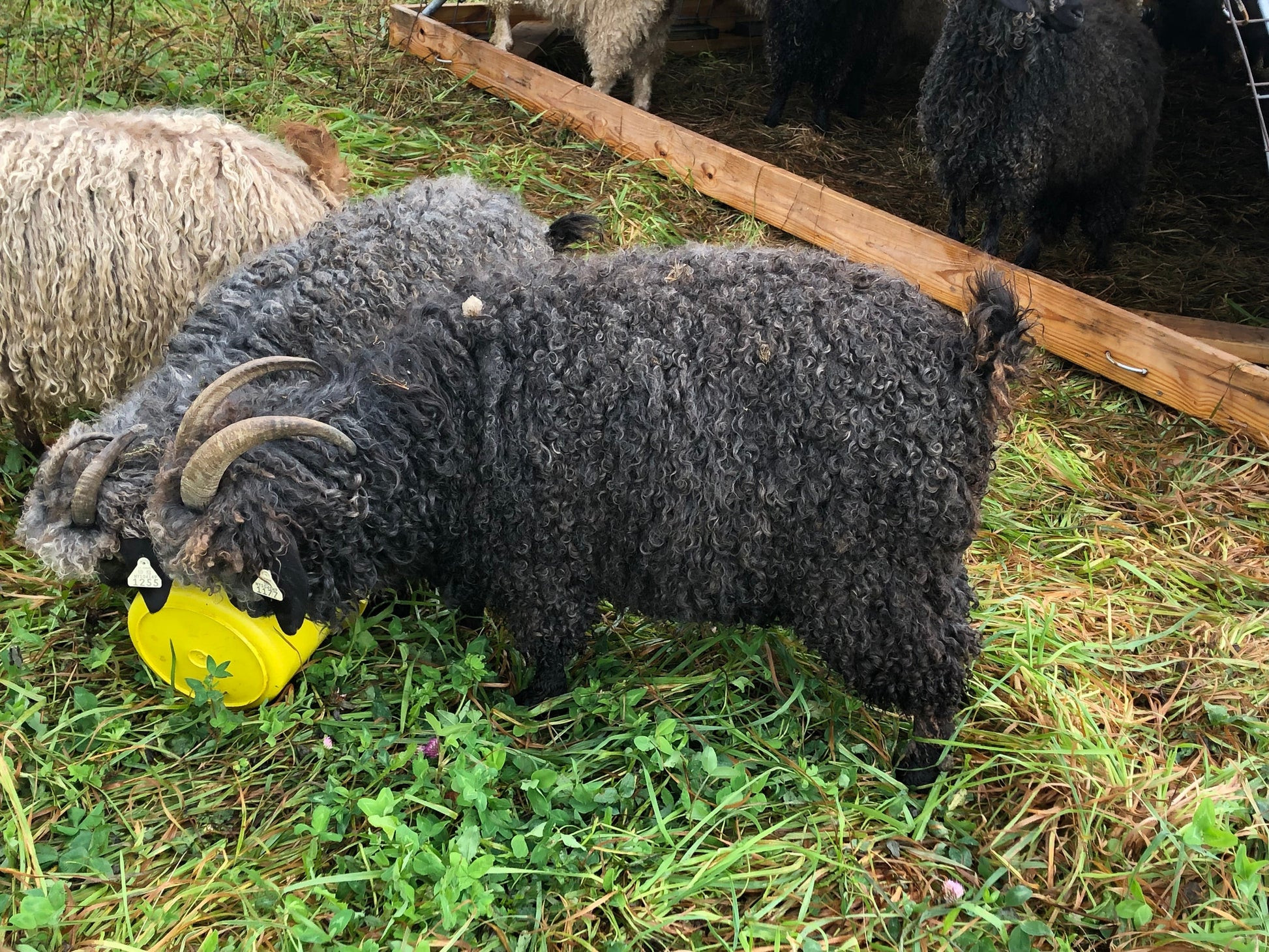 A TOUR OF THE FARM!