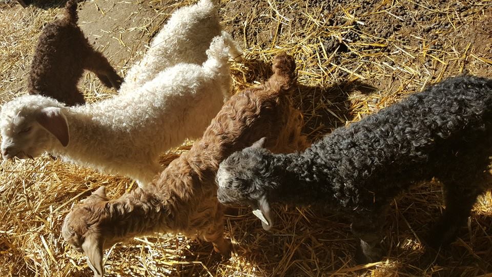 A TOUR OF THE FARM!